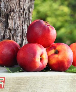 Garden Fruit Me&reg; 'Necta Me' (Mini Patio Tree) Thompson & Morgan