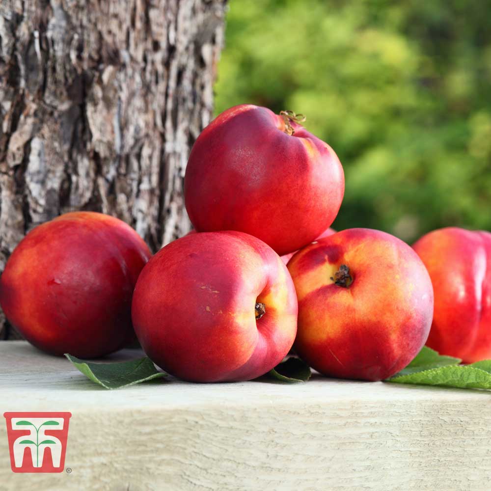 Garden Fruit Me® 'Necta Me' (Mini Patio Tree) Thompson & Morgan