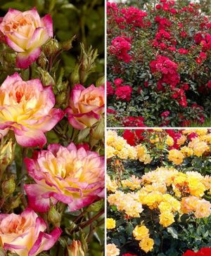 Fruit Salad Groundcover Rose Collection