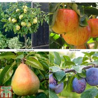 Fruit Tree Collection (Mini Fruit Tree) at Thompson & Morgan - Image 2