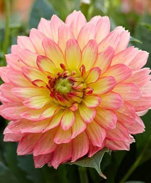 Gallery Dahlia Pablo