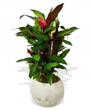 Garden Garden Croton 'Mammi' Flowers & Plants Co.