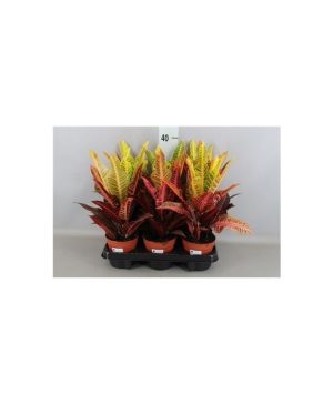 Garden Garden Croton 'Nervia' Flowers & Plants Co.