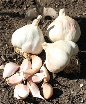 Garlic Cristo (White)