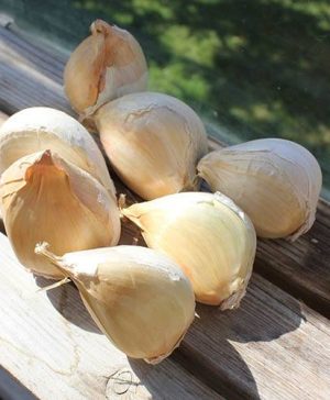 Garlic Elephant Cloves