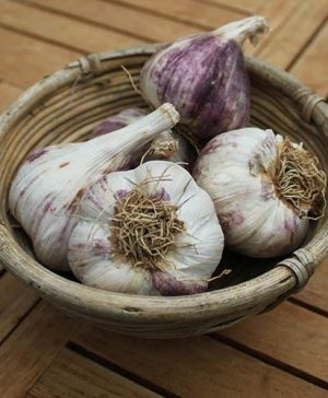 Garlic Germidour (Pink) 2 bulbs