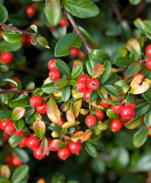 Gaultheria Big Berry
