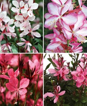 Gaura Gambit Collection x 10 Plugs