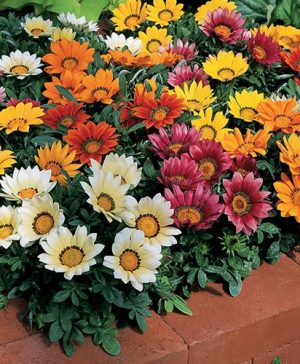 Gazania Kiss Mix
