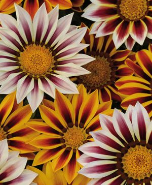 Gazania Tiger Stripes Mix Garden Ready Plants