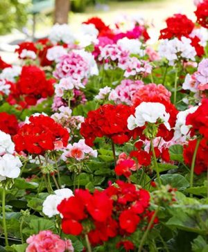 Geranium Blooming Mix