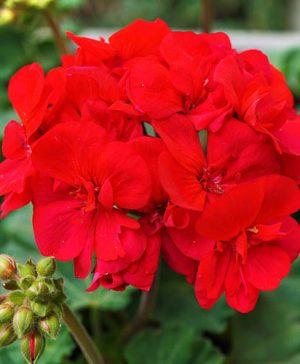 Geranium Cabaret Red