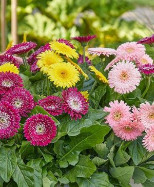 Gerbera Garvinea Majestic