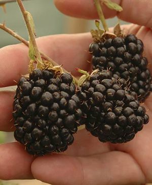 Giant Blackberry Reuben