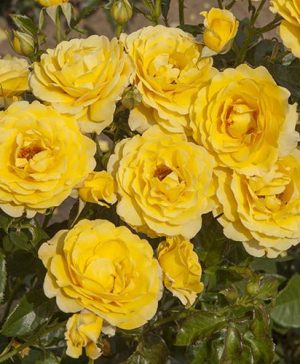 Gift Rose Golden Wedding