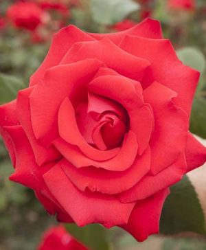 Gift Rose My Valentine