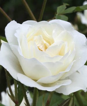 Gift Rose Silver Anniversary