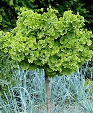 Ginkgo biloba Mariken Standard