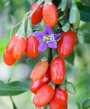 Goji Berry Sweet Lifeberry
