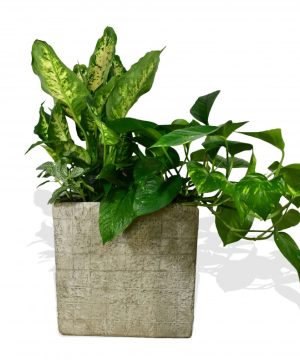 Garden Golden Pothos Flowers & Plants Co.