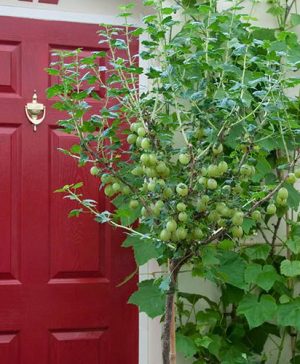 Gooseberry Hinnomaki Green 3L Standard 90cm