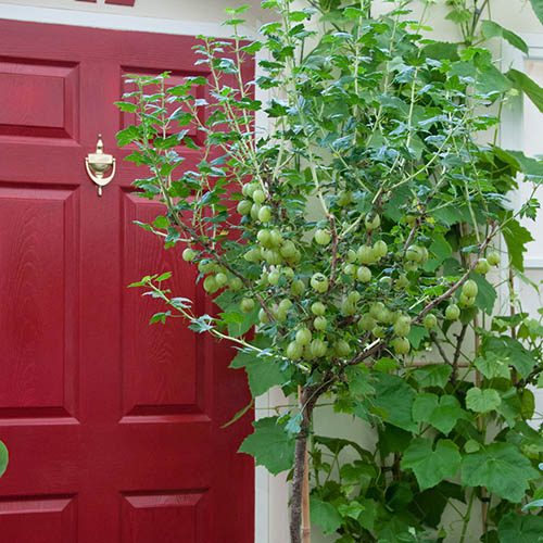 Gooseberry Hinnomaki Green 3L Standard 90cm