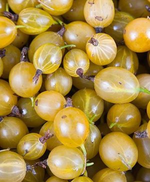 Gooseberry Hinnomaki Yellow