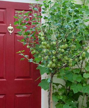 Gooseberry Invicta Standard