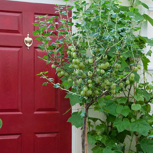 Gooseberry Invicta Standard