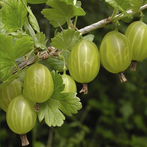 Gooseberry Invicta