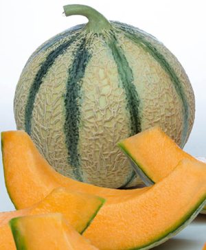 Grafted Melon Perseus F1