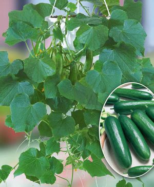 Grafted Snack Cucumber Mini Stars