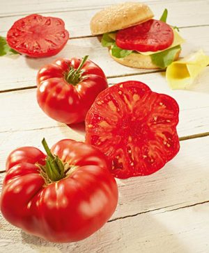 Grafted Tomato Buffalosteak F1 3 x 9cm Pot