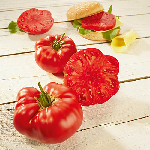 Grafted Tomato Buffalosteak F1 3 x 9cm Pot