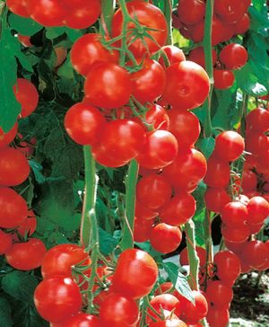Grafted Tomato Campos