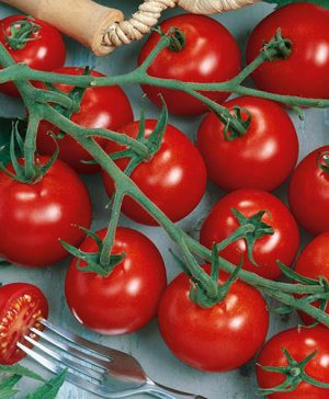 Grafted Tomato Picolino F1