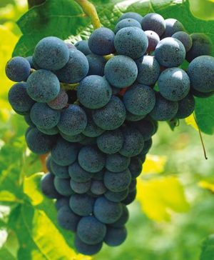 Grape Vine Boskoop Glory
