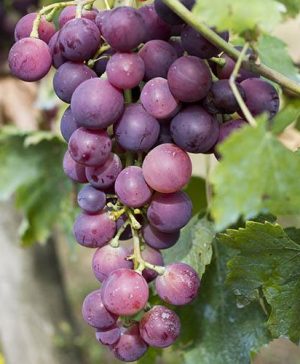 Grape Vine Red Globe