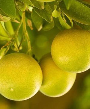 Grapefruit Citrus