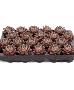 Garden Graptopetalum Purpureum Flowers & Plants Co.