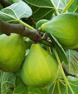 Green Fig - Ficus carica