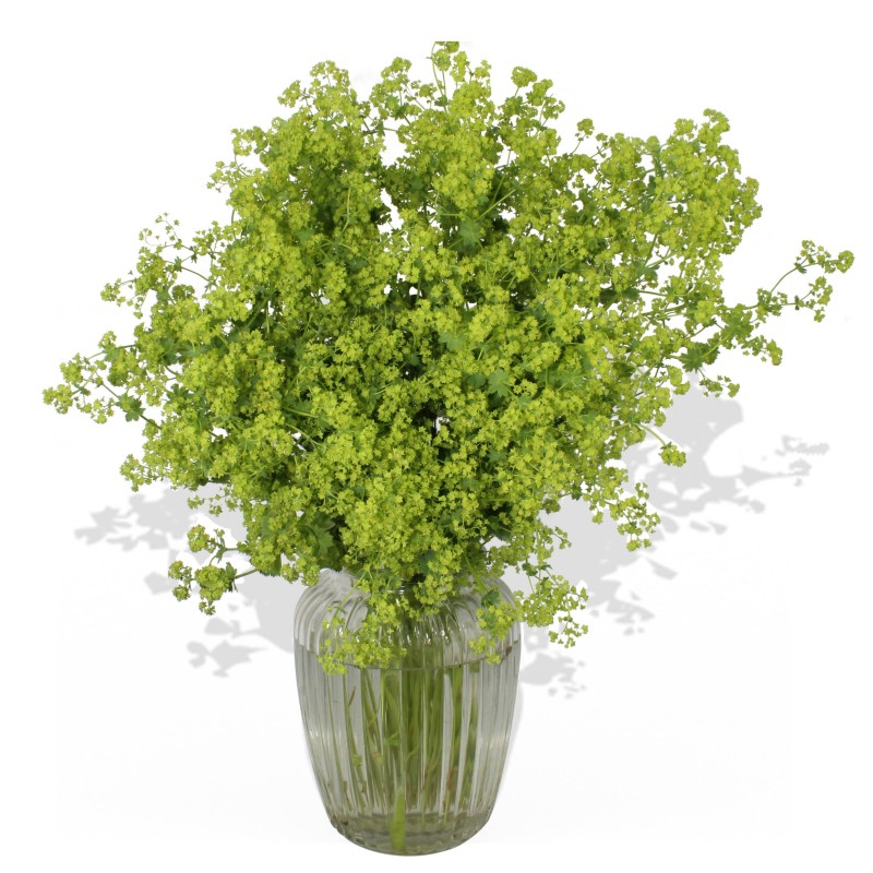 Garden Green Machine Flowers & Plants Co.