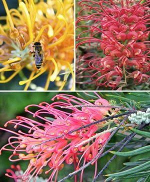 Grevillea Collection