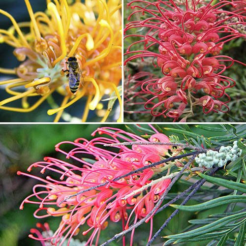Grevillea Collection