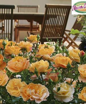 Groundcover Rose Flower Carpet Amber