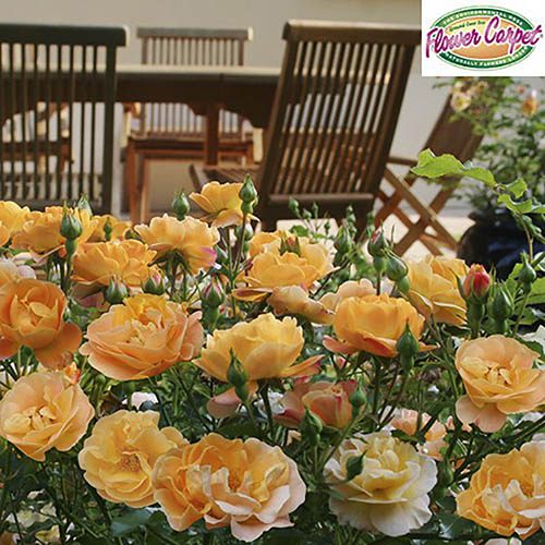 Groundcover Rose Flower Carpet Amber
