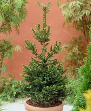 Grow Your Own Nordmann Fir Christmas Tree