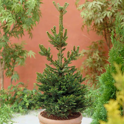 Grow Your Own Nordmann Fir Christmas Tree