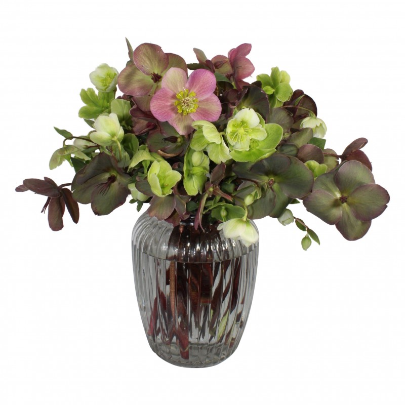 Garden Happy Go Lucky Flowers & Plants Co.