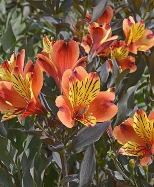 Hardy Alstroemeria Indian Summer